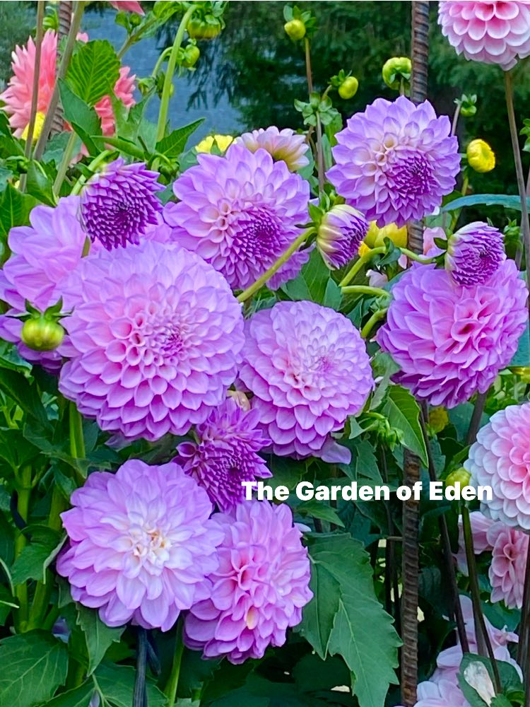 20th Ave Pure Prince