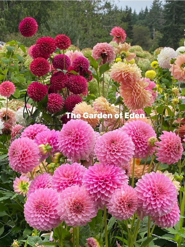 Bloomquist Pink Parfait