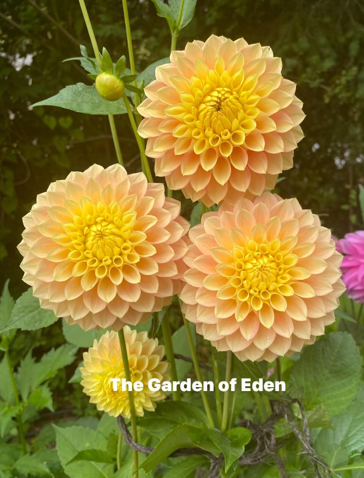 Clearview Crackerjack