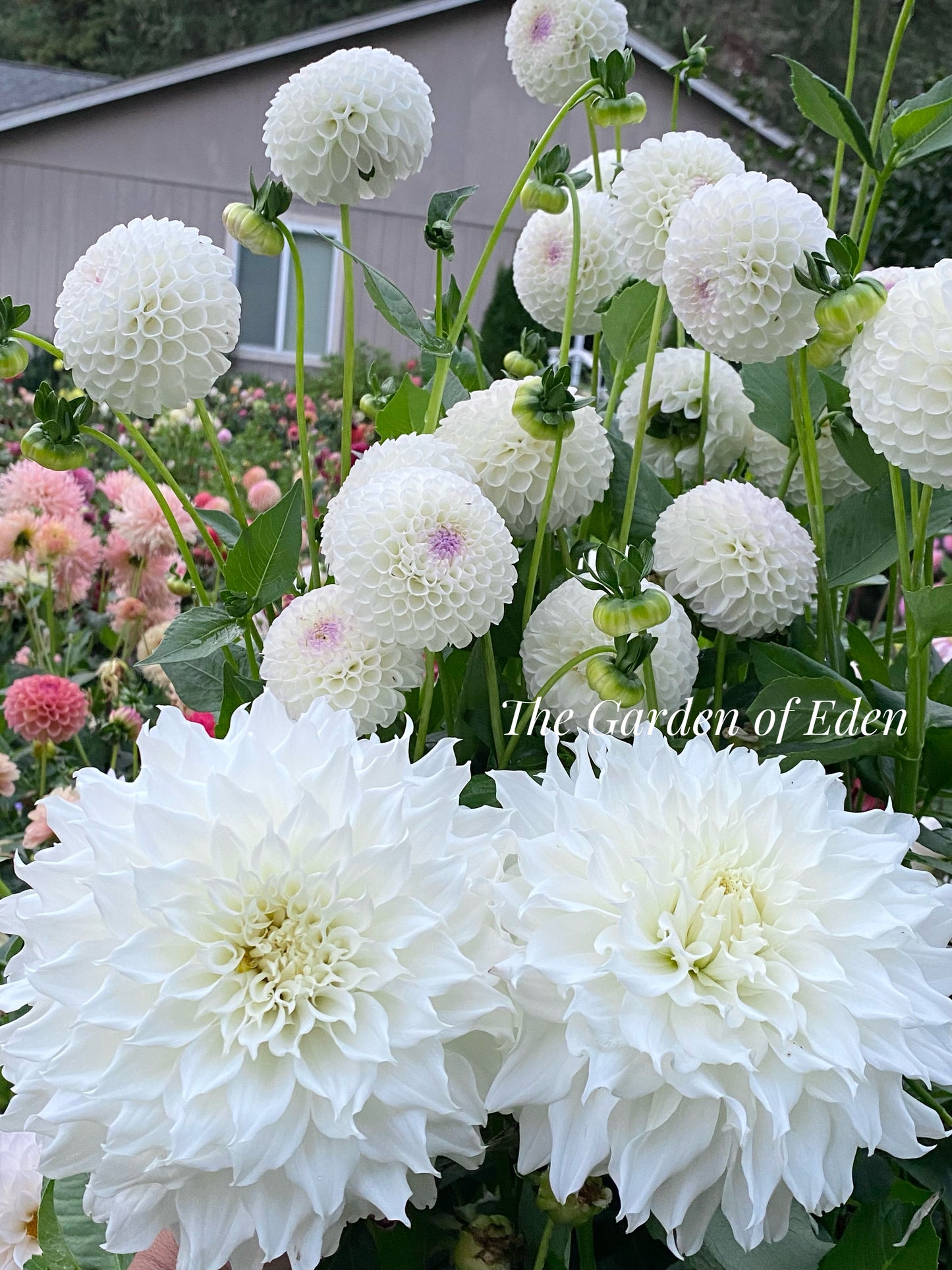 Hollyhill Miss White