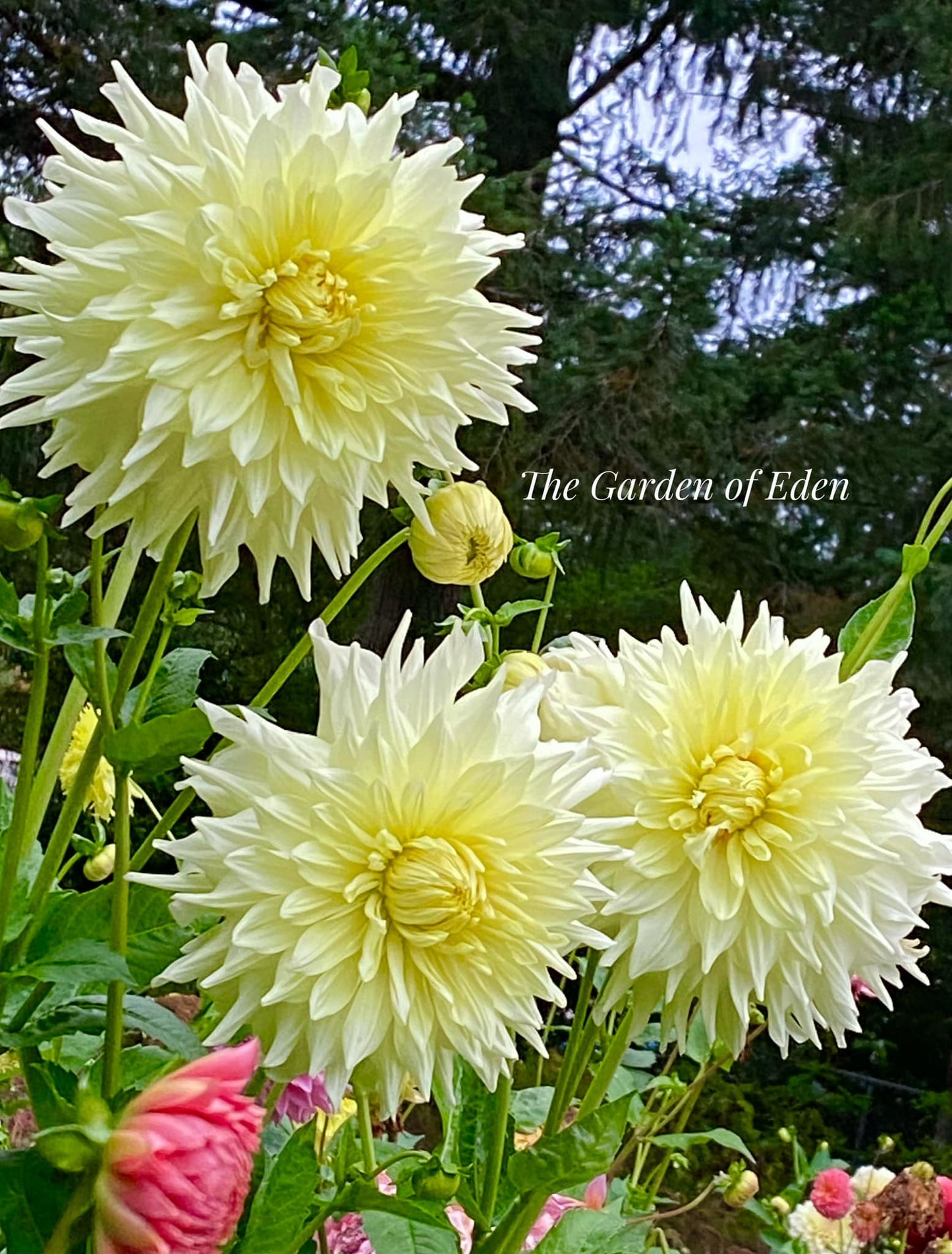 Mystery Yellow Giant