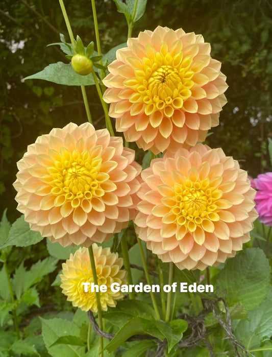 Clearview Crackerjack