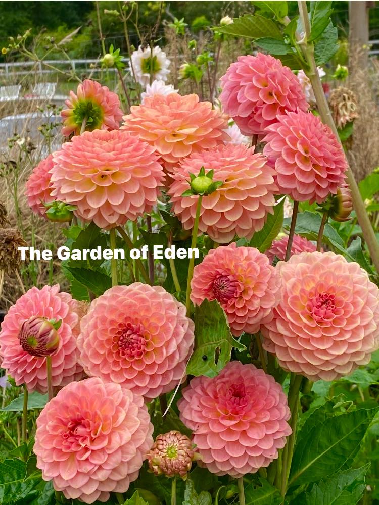 20th Ave Softer Peach