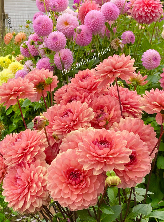 Chateau de la Bourdaisiere