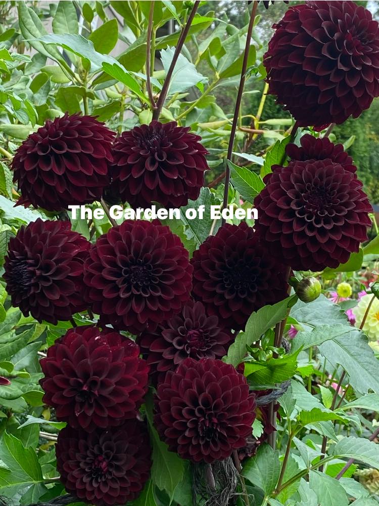 River's Dark Chocolate