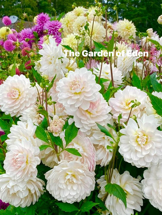 3 Kelgai Ann tubers for only $29.00