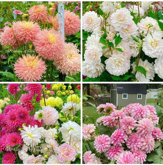 Kelgai Ann, Hapet Champagne and Budapest Blush