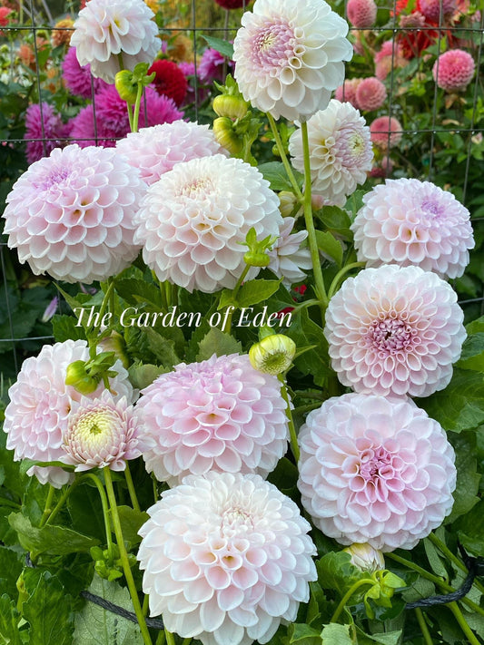 Eden Blush On - not for sale this year