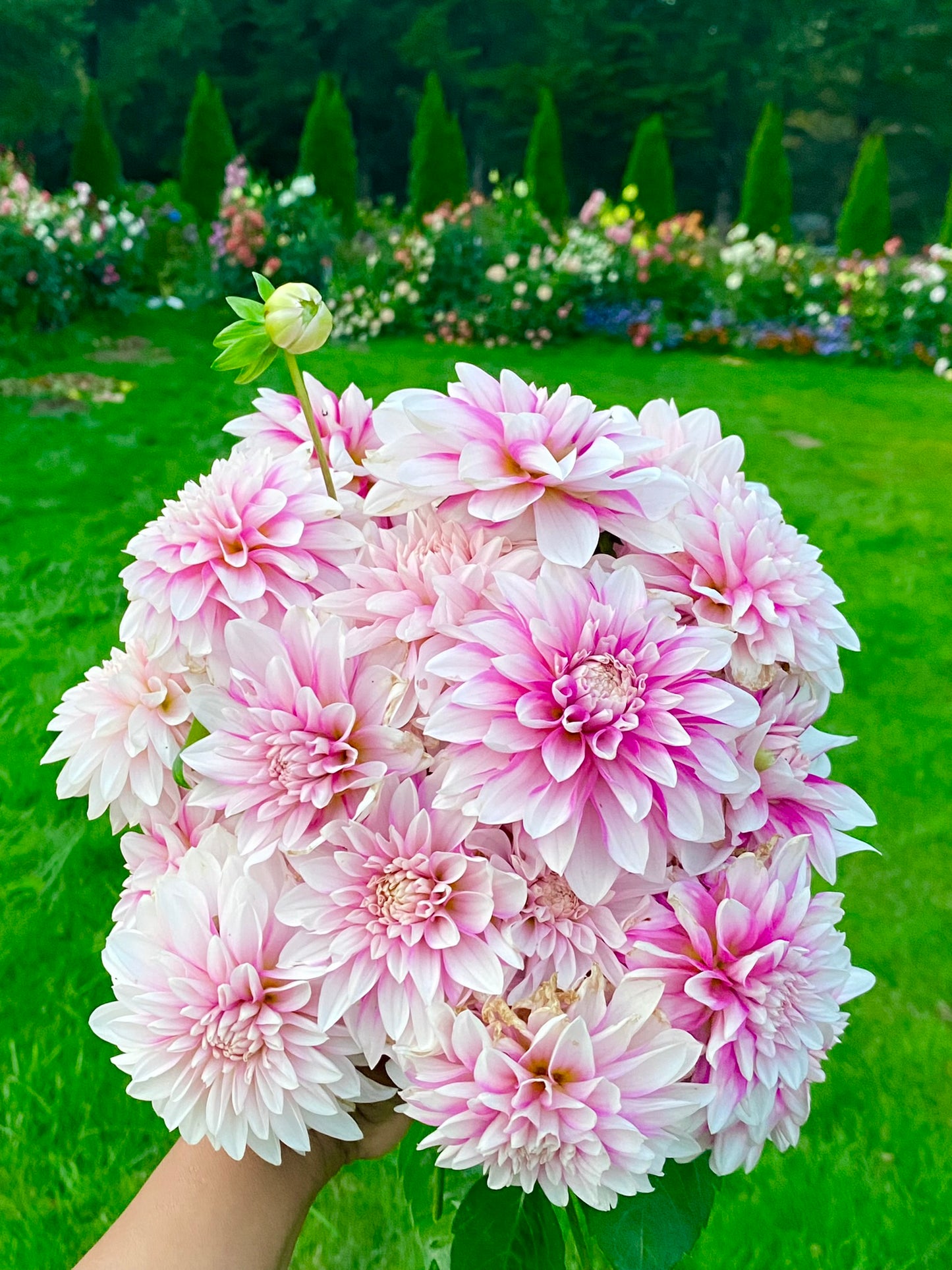 Kelgai Ann, MM Buttercream, Budapest Blush