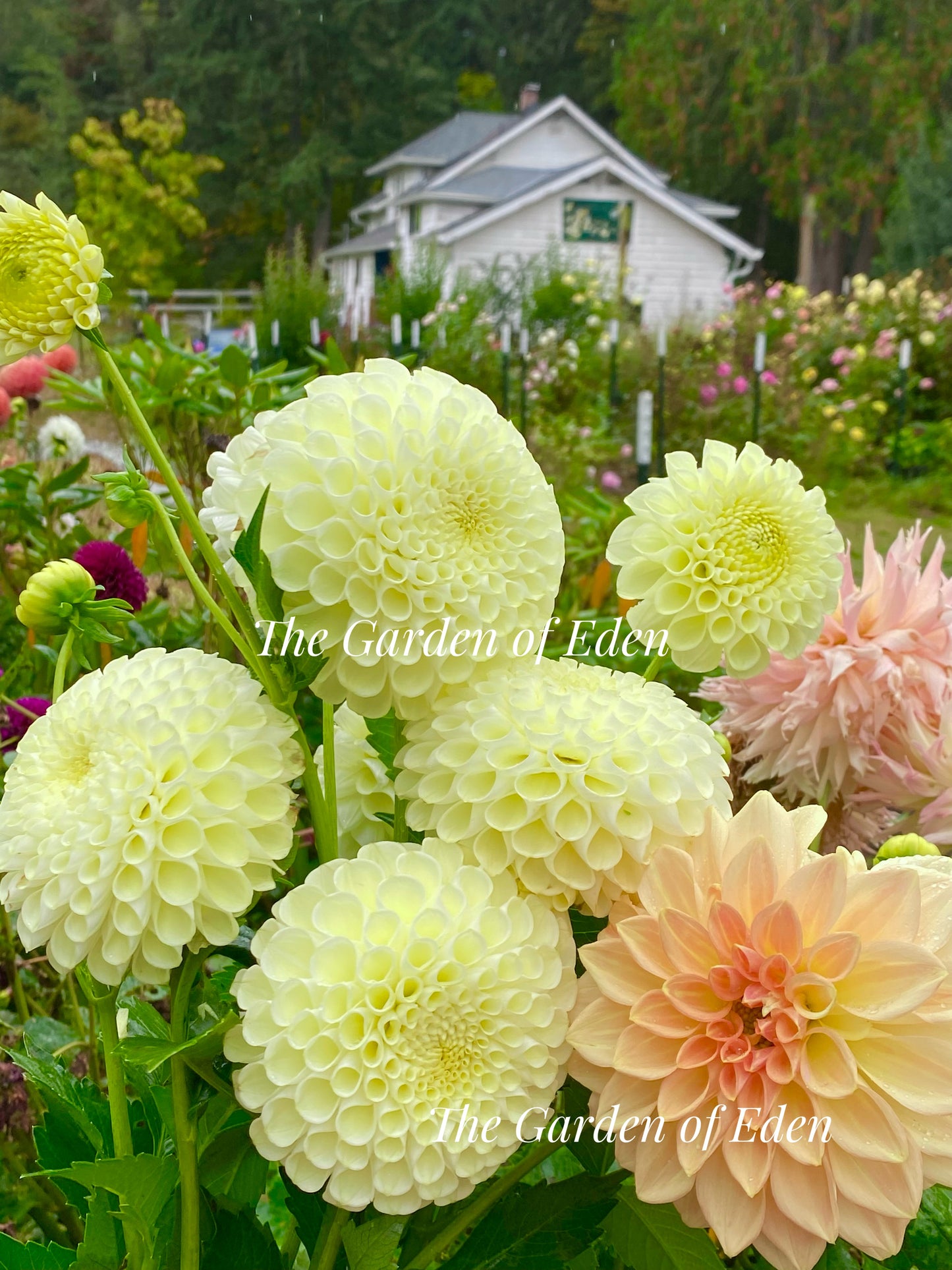 Kelgai Ann, MM Buttercream, Budapest Blush