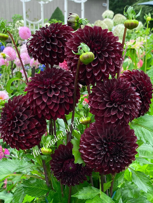 River's Dark Chocolate