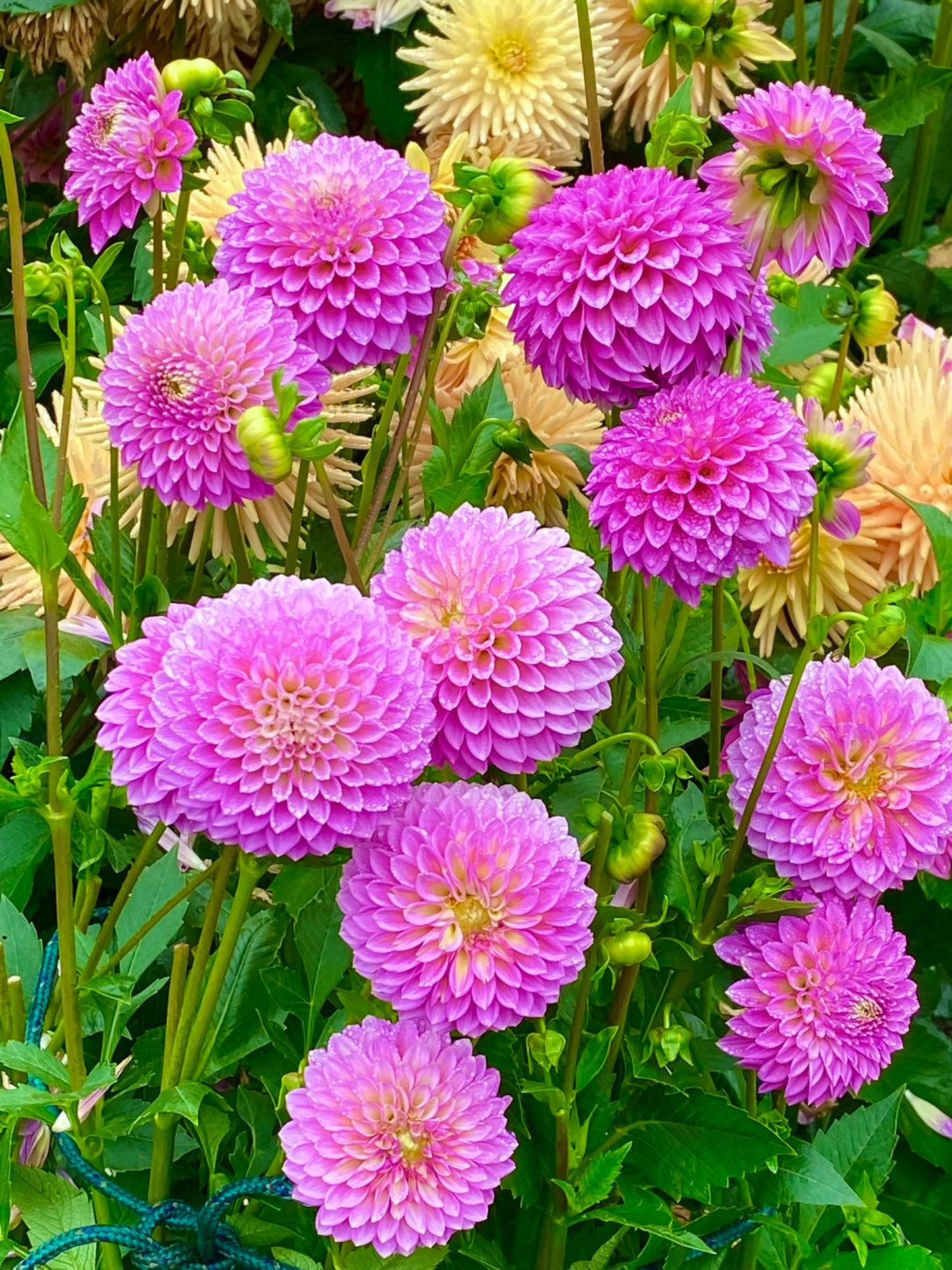 Skipley Spot of Gold