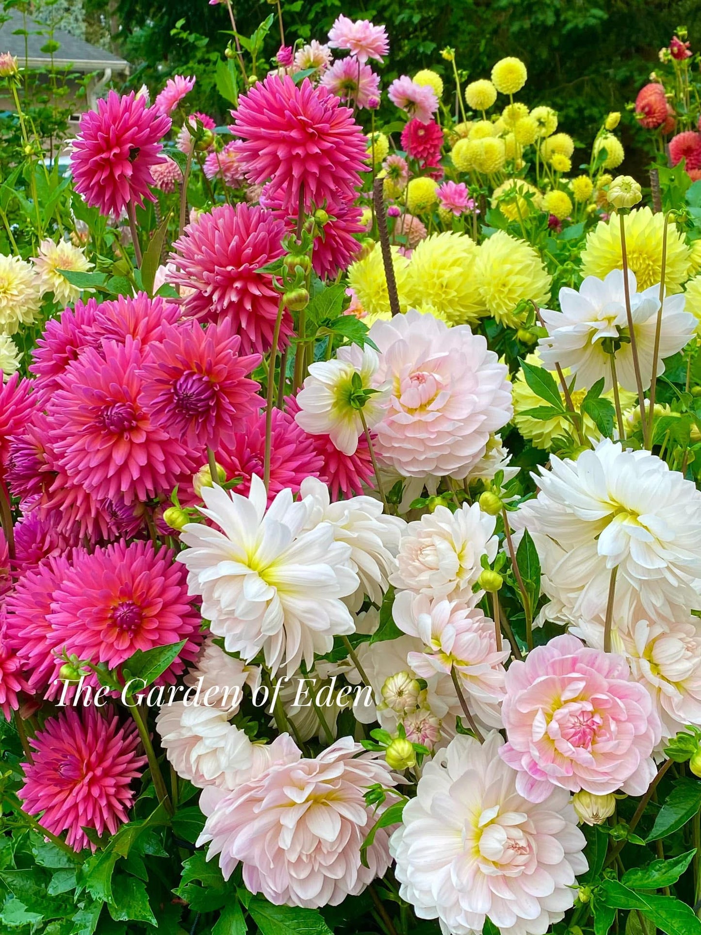 Kelgai Ann, MM Buttercream, Budapest Blush