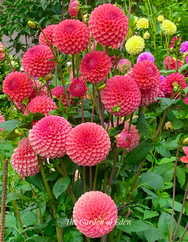 The Garden of Eden